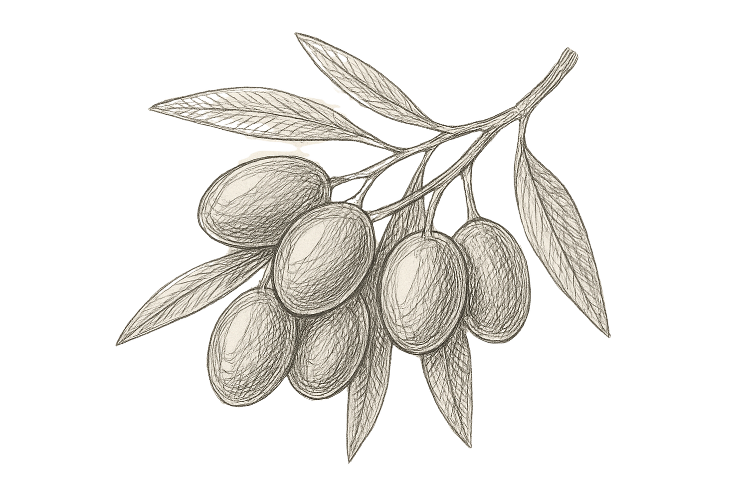 Belia, olijfolie